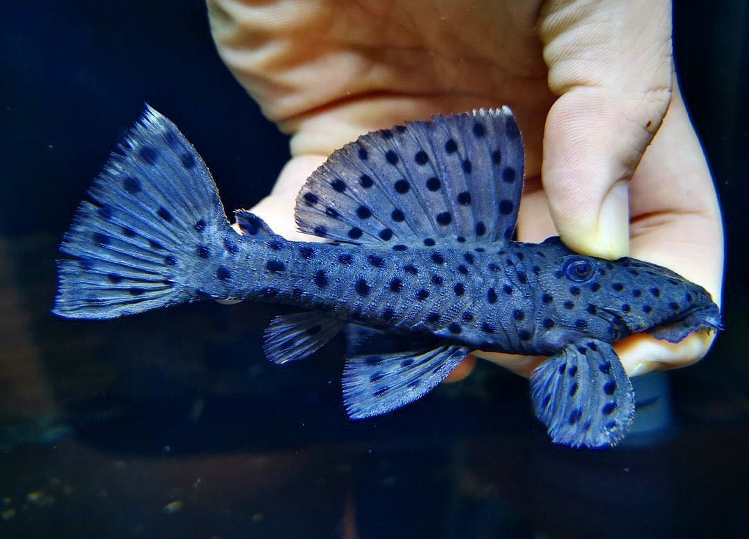 Weißflossen-Kaktuswels – L264 🤍🖤  
(Leporacanthicus joselimai)