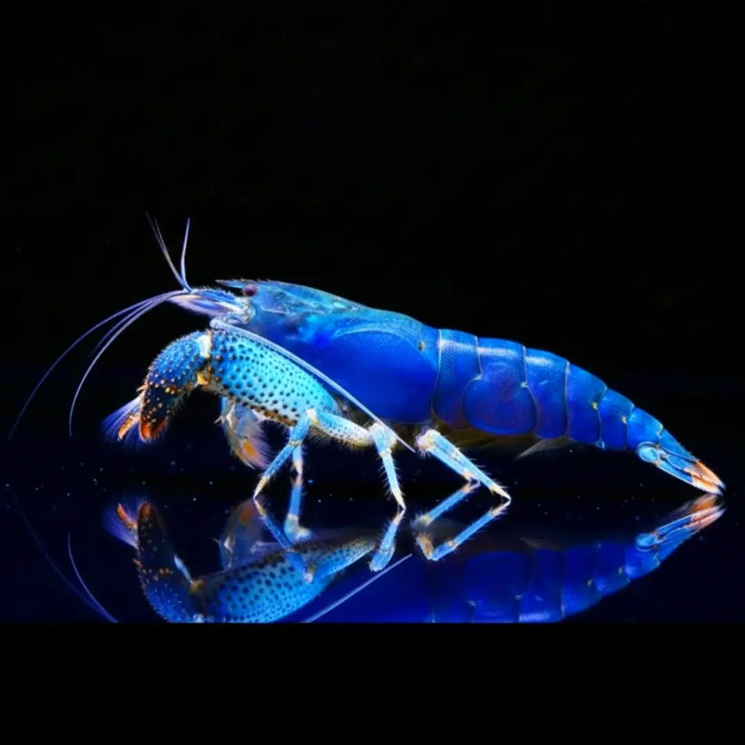 Blaue Gabunfächerhandgarnele - 💙 Monsterfächergarnele - Atya gabonensis AquaTimo
