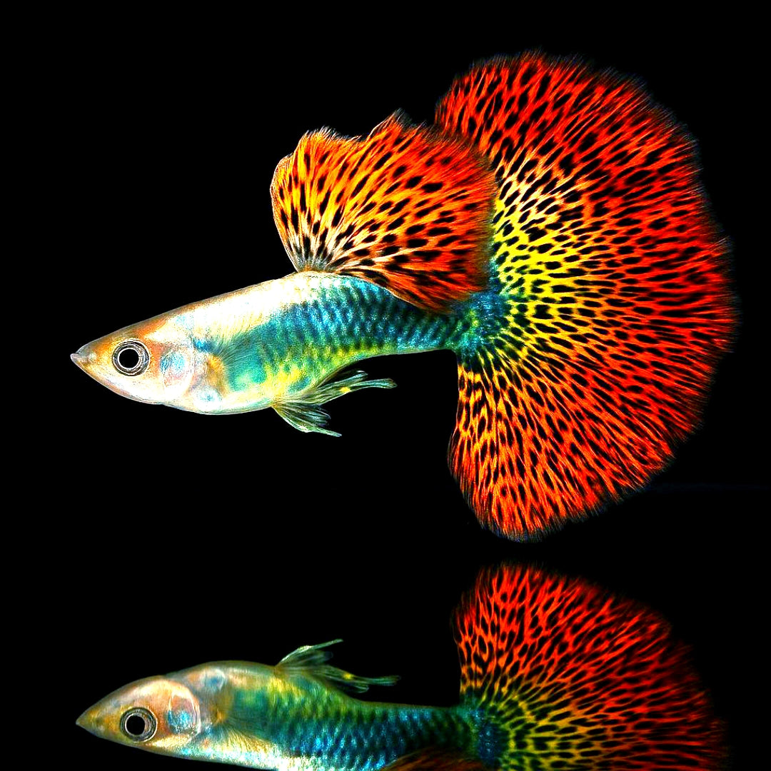 Hochzucht Guppy - Red Dragon