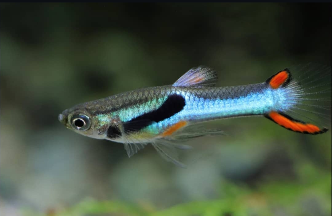Endler Guppy "Japan Blue" – Poecilia wingei 💙🐠