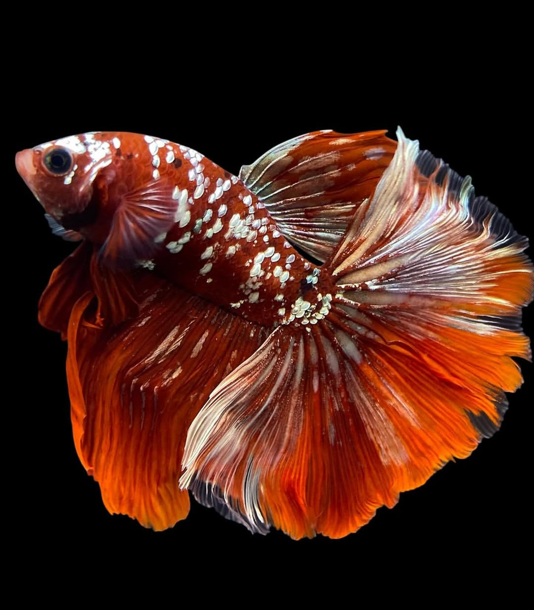 Betta splendens "Halfmoon Mix" – Eleganter Kampffisch