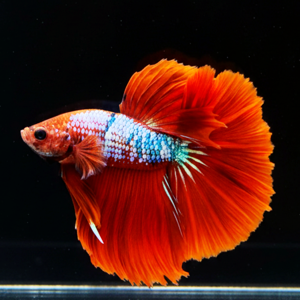 Kampffisch Betta splendens – Halfmoon Hell Boy