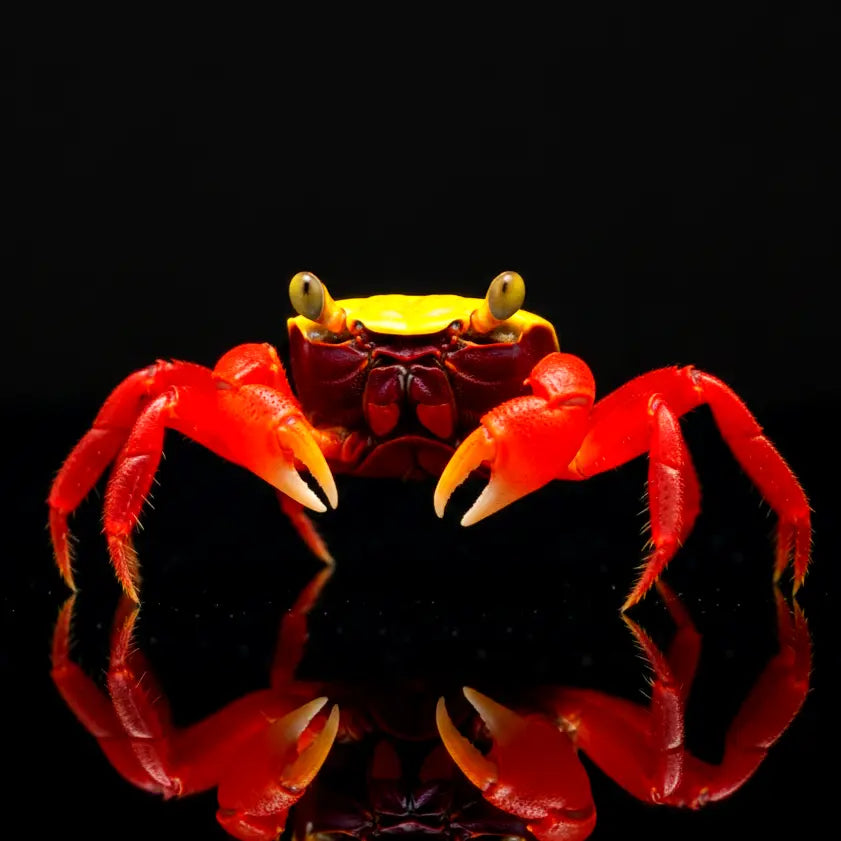 Vampirkrabbe „Golden Top Super Red“ AquaTimo