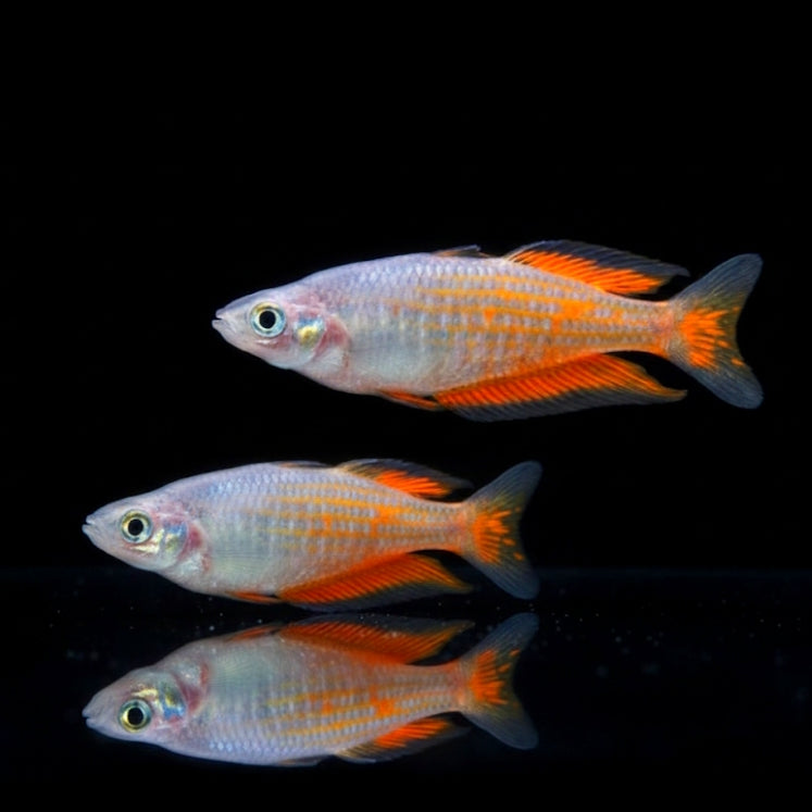 Parkinsons-Regenbogenfisch – Melanotaenia parkinsoni