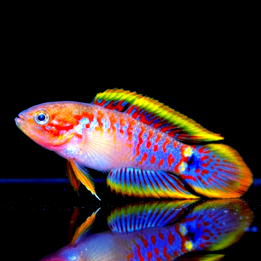 Pastellgrundel - Tateurdina ocellicauda