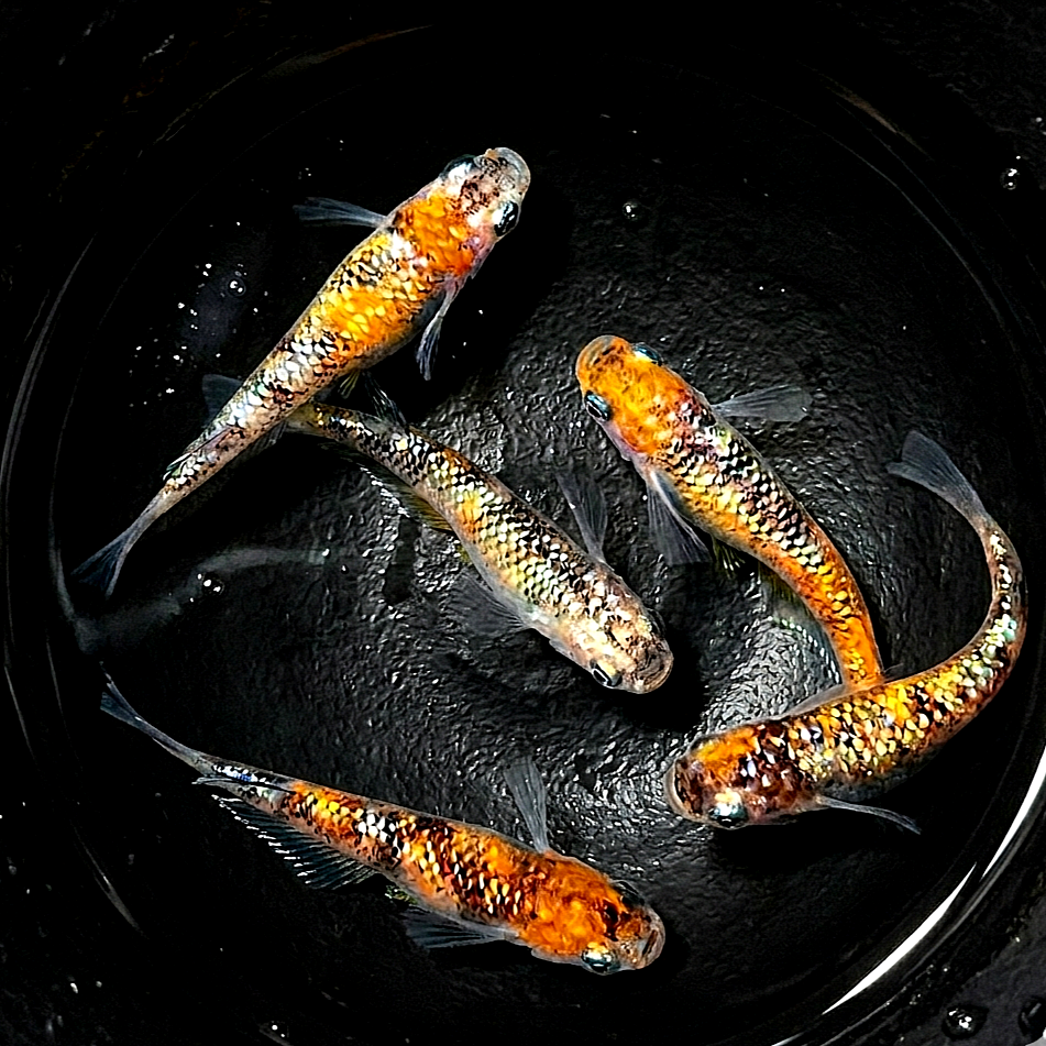 Medaka - Orange Tiger