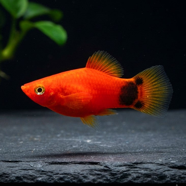 Platy Mickey Mouse Neon Rot – Leuchtender Farbakzent mit Kultmuster