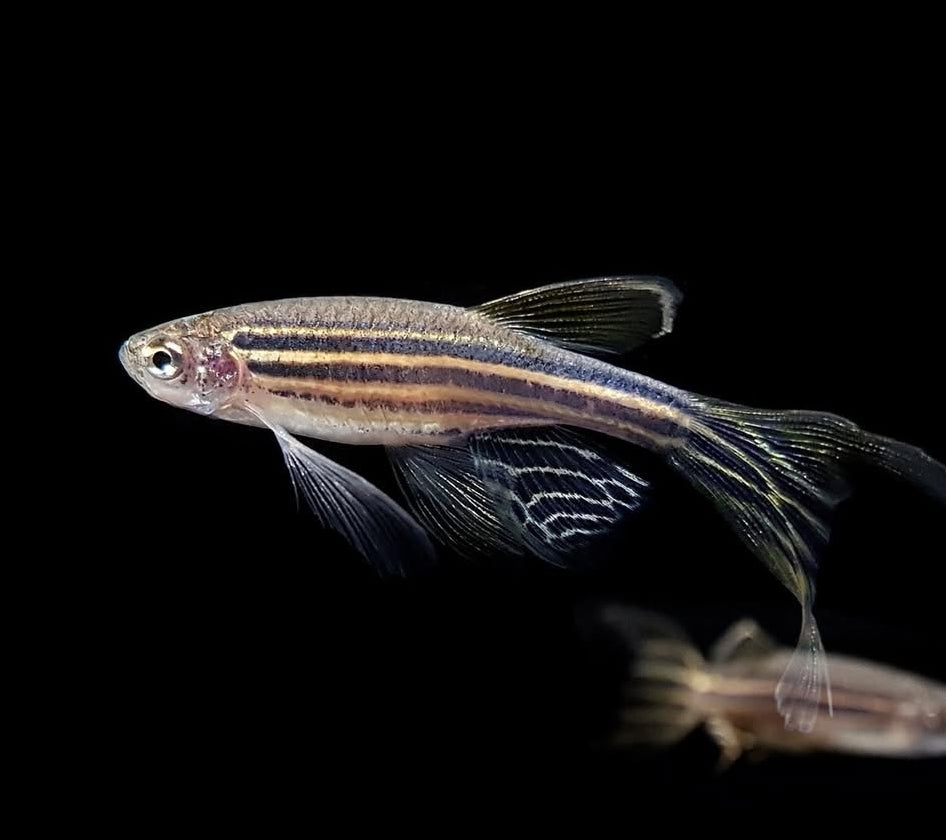 Zebrabärbling – Danio rerio 🐟⚡