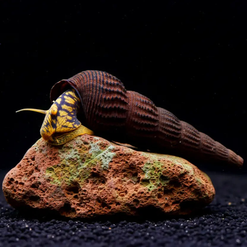 Tylomelania cf. Toradjarum - 💛🖤Yellow Spot AquaTimo