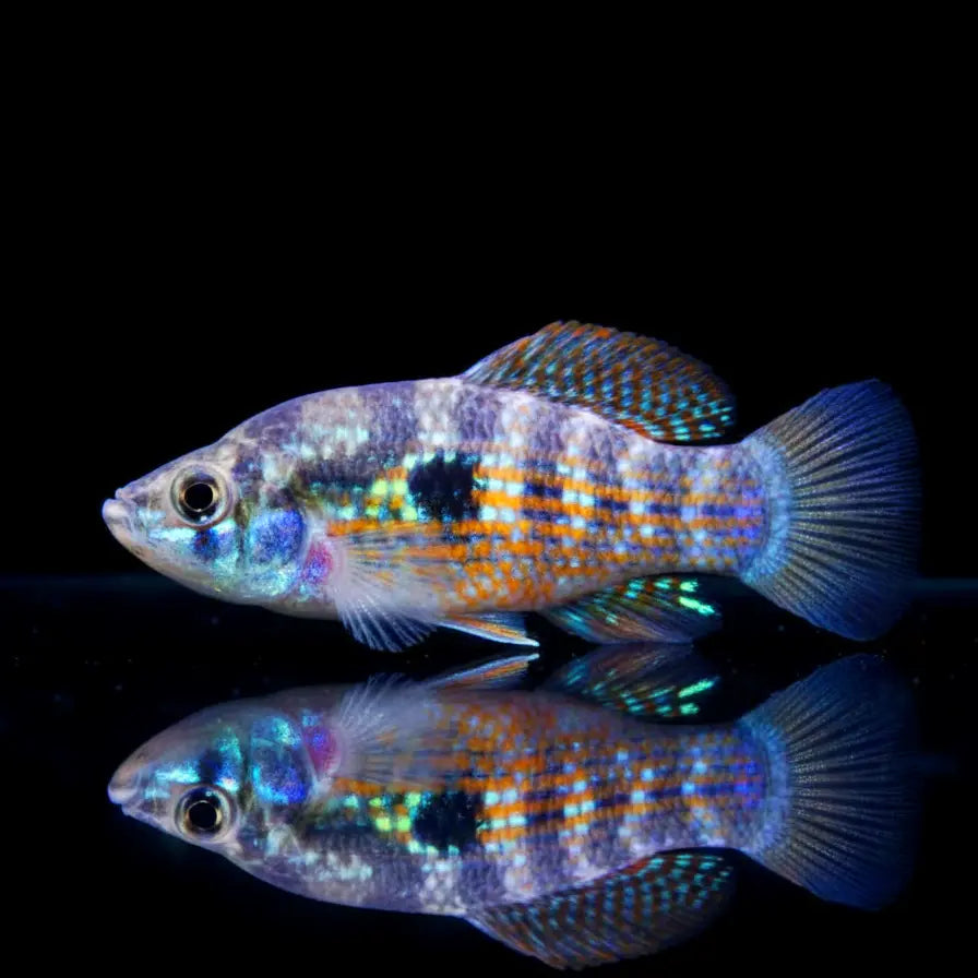 Floridakärpfling – Jordanella floridae 🐠🌞 AquaTimo