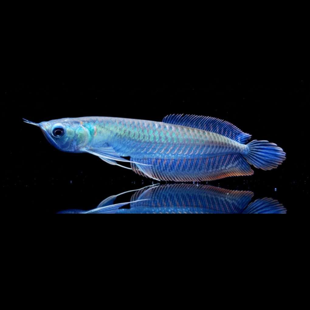 Silber-Gabelbart – Silver Arowana
Osteoglossum bicirrhosum