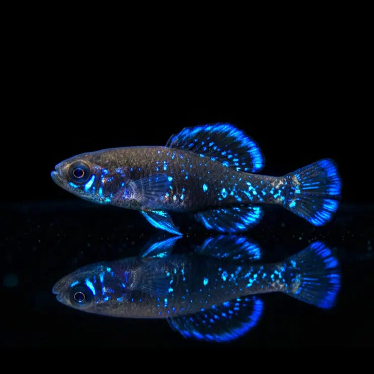 Gilberts Zwergschwarzbarsch – Elassoma gilberti AquaTimo