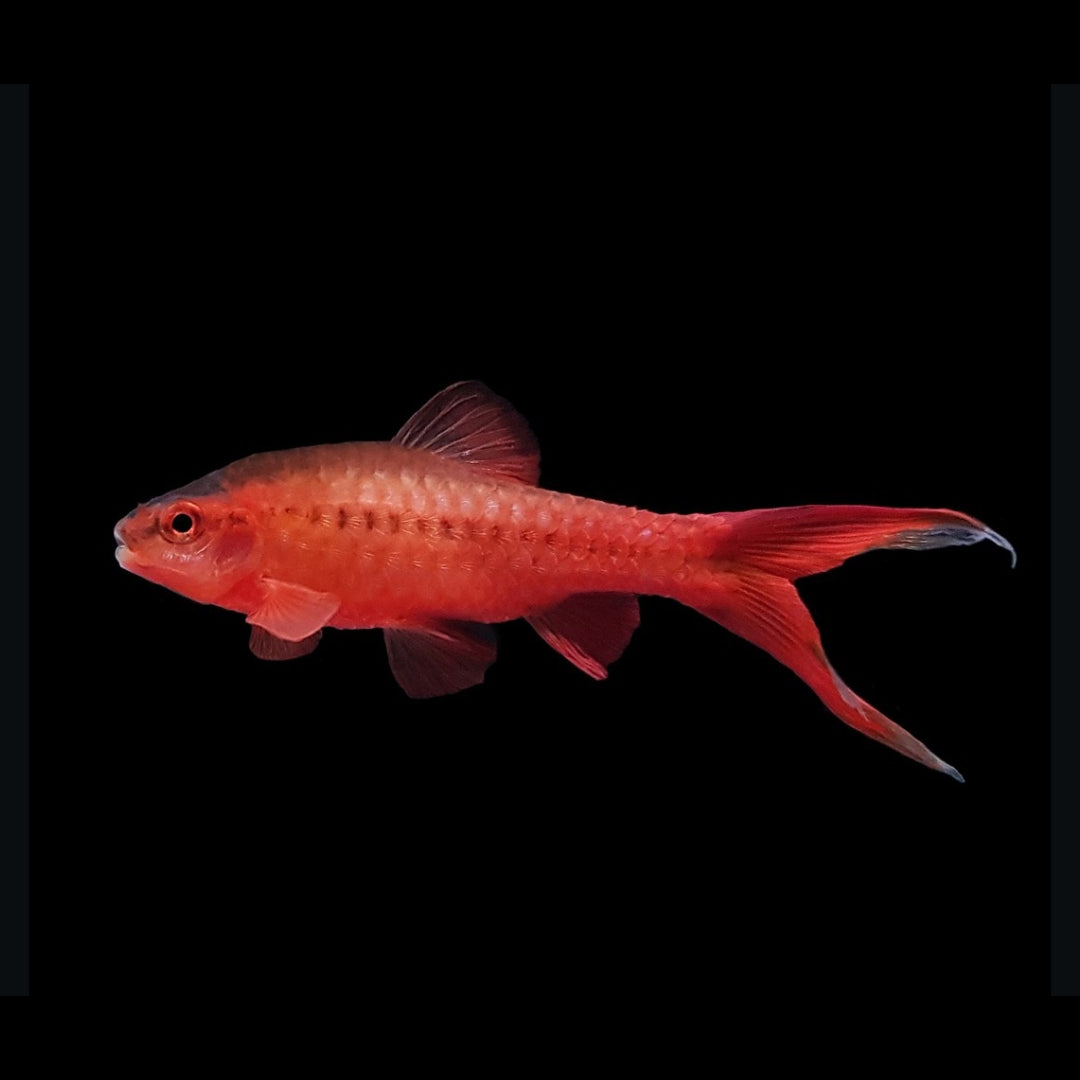 Bitterlingsbarbe – puntius (barbus) titteya 🐟❤️