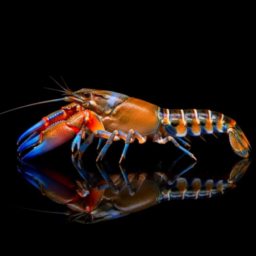Cherax Peacock 🦞🌈 AquaTimo