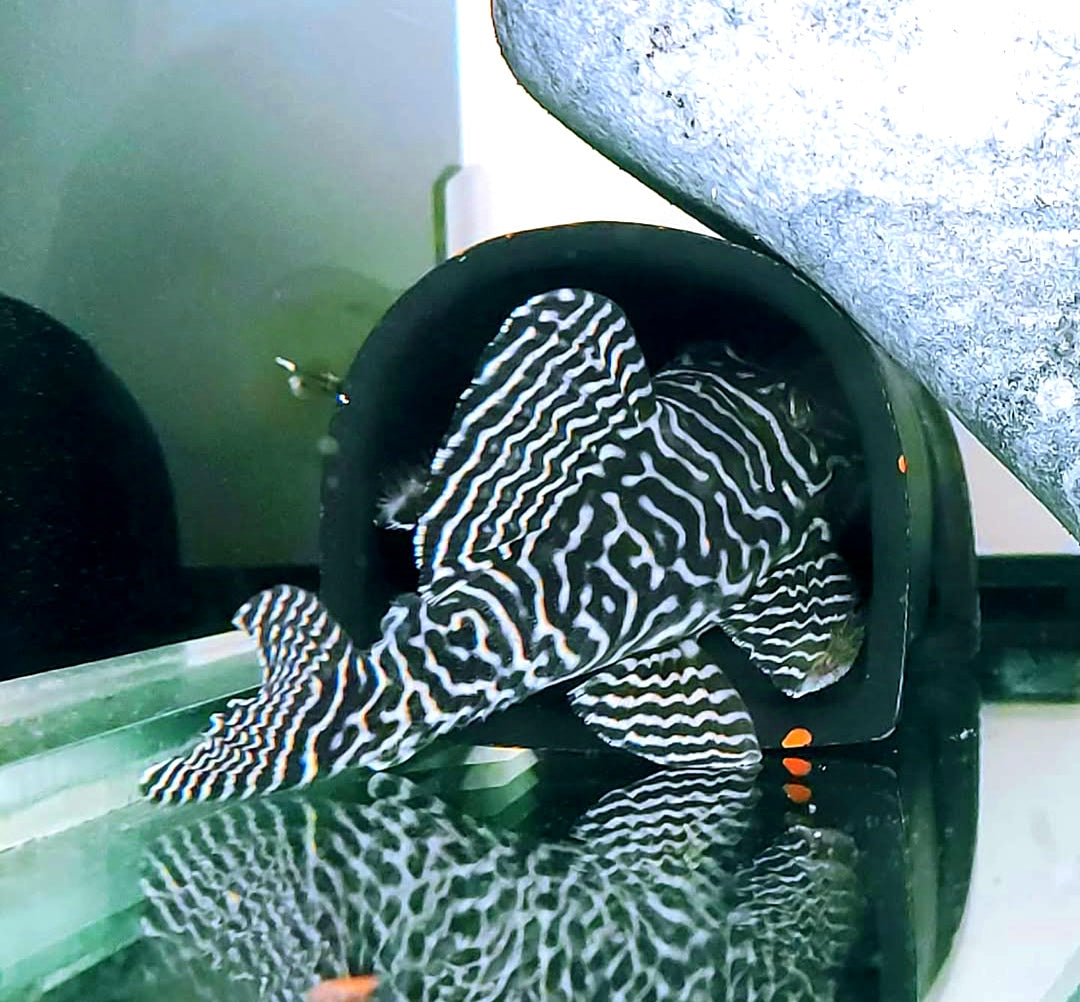 L66 King Tiger Pleco - Hypancistrus spec. 5-7 cm L066 LDA066 LDA66