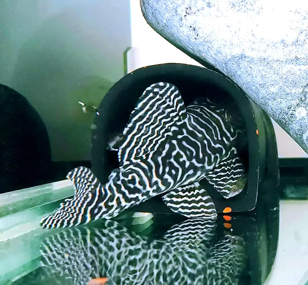 L66 King Tiger Pleco - Hypancistrus spec. 5-7 cm L066 LDA066 LDA66 AquaTimo