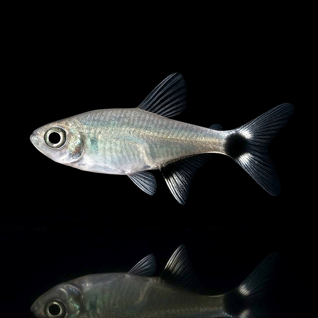 Aphyocharax paraguayensis – Augenflecksalmler