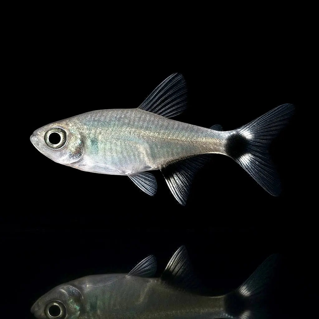 Aphyocharax paraguayensis – Augenflecksalmler AquaTimo