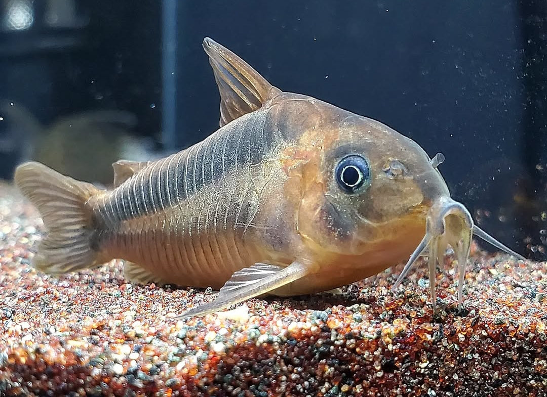 Rostpanzerwels – Osteogaster (Corydoras) rabauti 🐟🧡