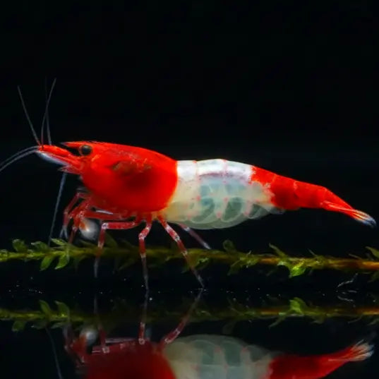 Neocaridina davidi - ❤️🤍 Red Rili Garnelen AquaTimo