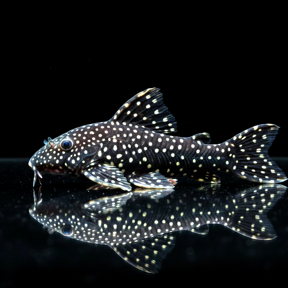 Milchstraßen-Rüsselzahnwels – Leporacanthicus galaxias L007