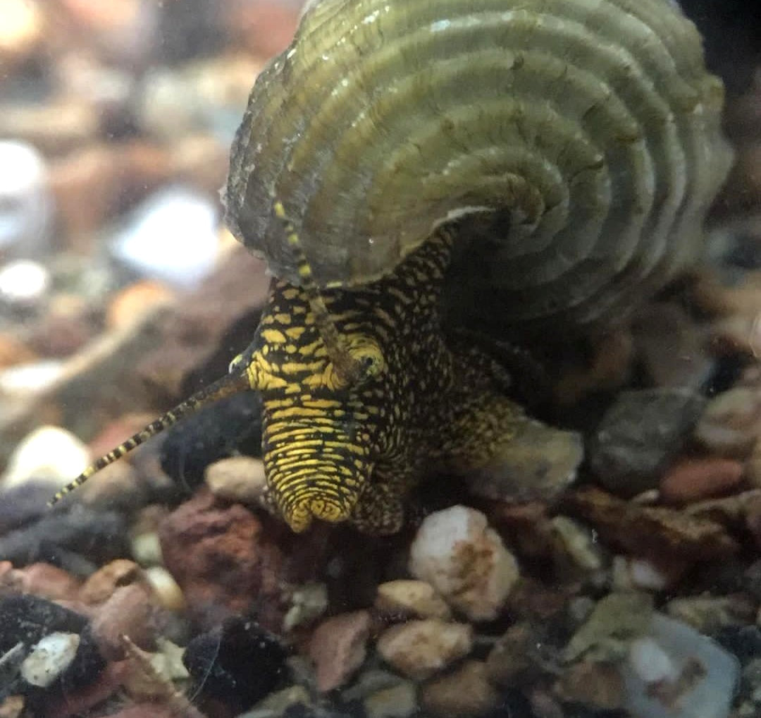 Tylomelania marwotoae - Himalayan Turmdeckelschnecke