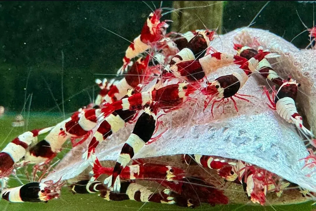 Caridina logemanni - Zwerggarnele ❤️🤍 "Kristal Red" K2-K4 AquaTimo