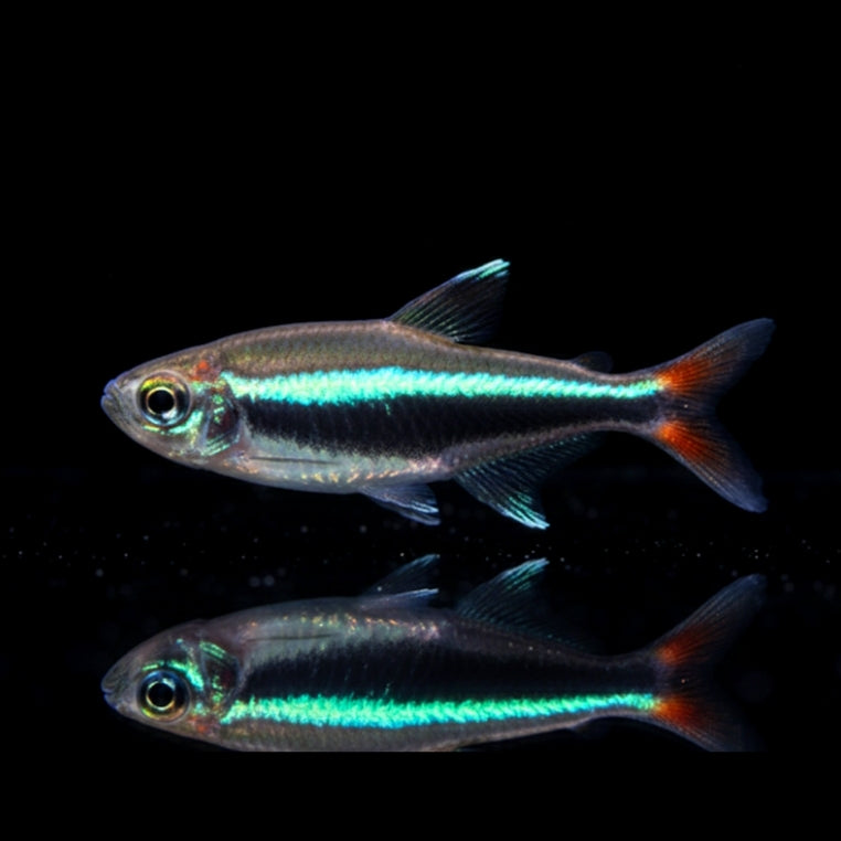 Loretosalmler – Hyphessobrycon loretoensis