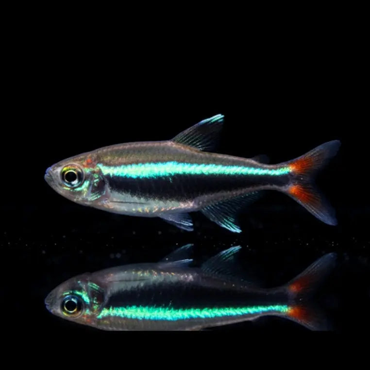 Loretosalmler – Hyphessobrycon loretoensis AquaTimo