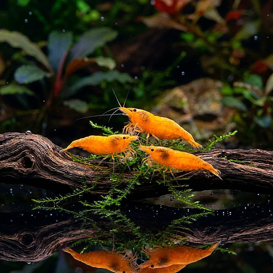Neocaridina davidi - 🧡 Crested Cream AquaTimo