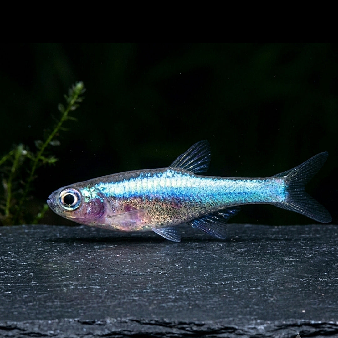 Der blaue Axelrods Zwergbärbling (Sundadanio axelrodia BLUE)
