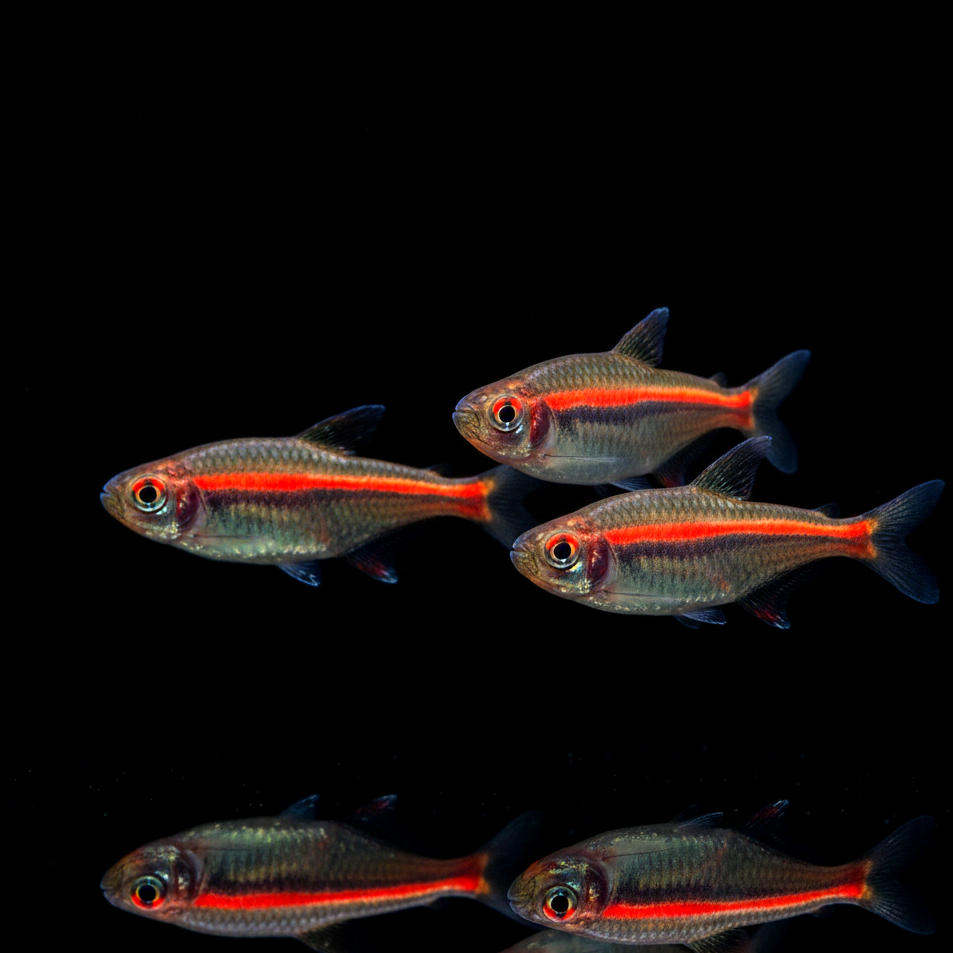 Amapa-Salmler – Hyphessobrycon amapaensis