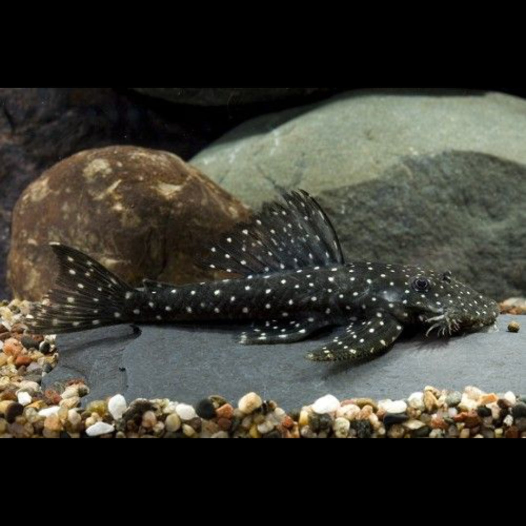 Weißpunkt-Fliegerharnischwels – L235 – Pseudolithoxus anthrax 🌑✨