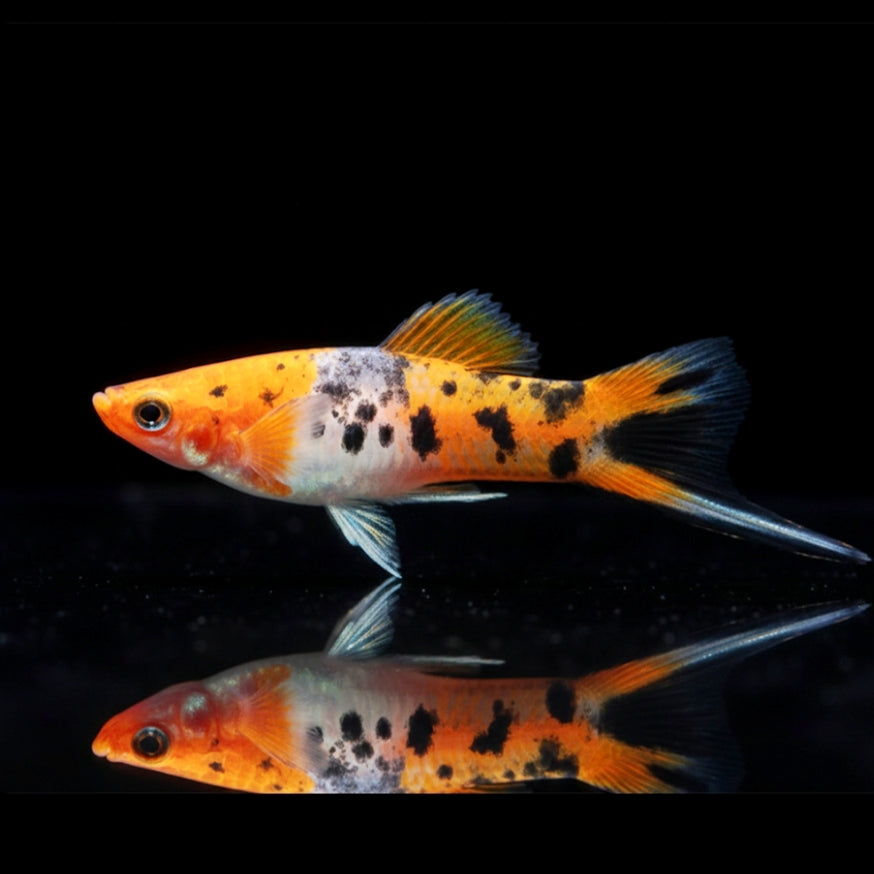 Schwertträger Shiro-Utsuri – Koi-inspirierter Kontrast in Schwarz-Weiß