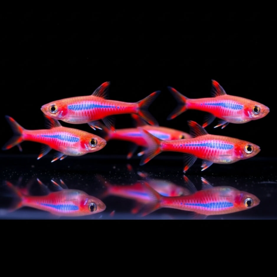 Moskitobärbling – Boraras brigittae