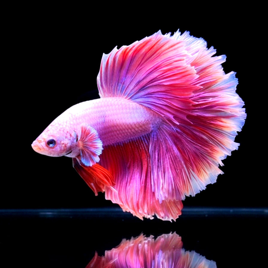 Betta splendens "Halfmoon Purple" – Farbenfroher Kampffisch mit spektakulärer Färbung