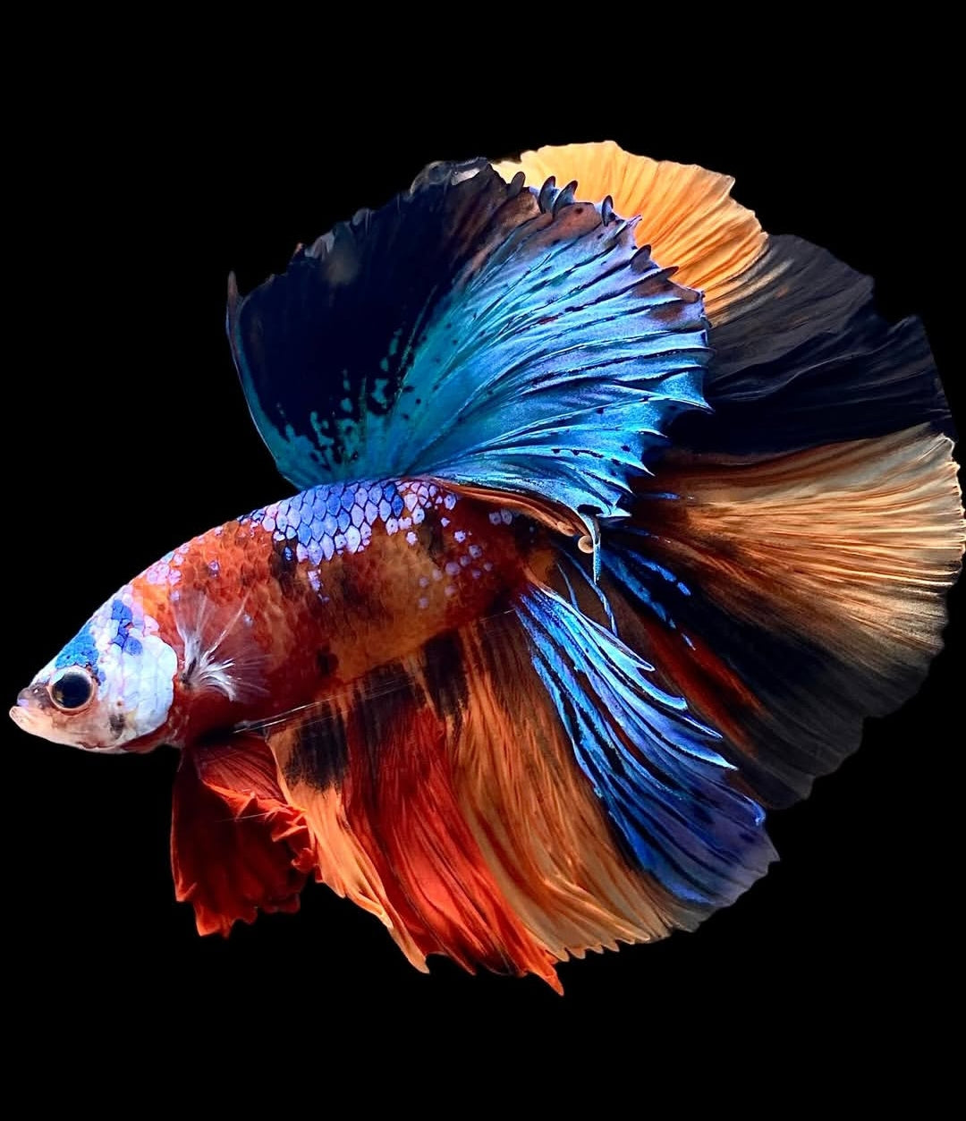 Betta splendens "Halfmoon Fancy Koi Nemo" – Farbenfroher Kampffisch mit spektakulärer Musterung