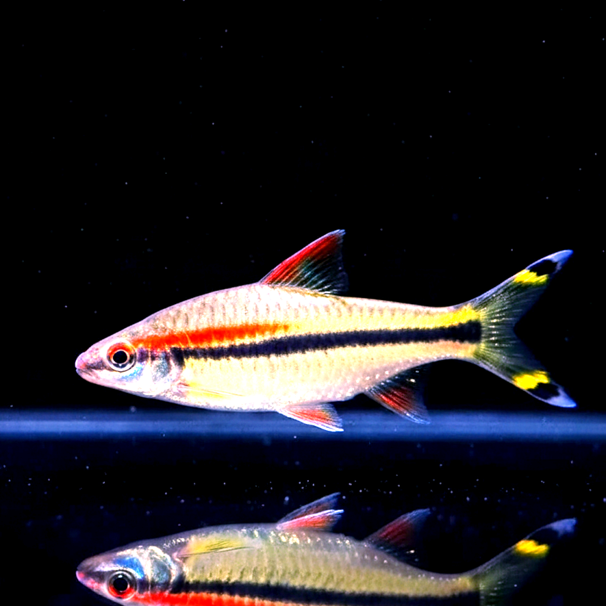 Rotstrichalgenfresser – Puntius denisonii 🐠🌿