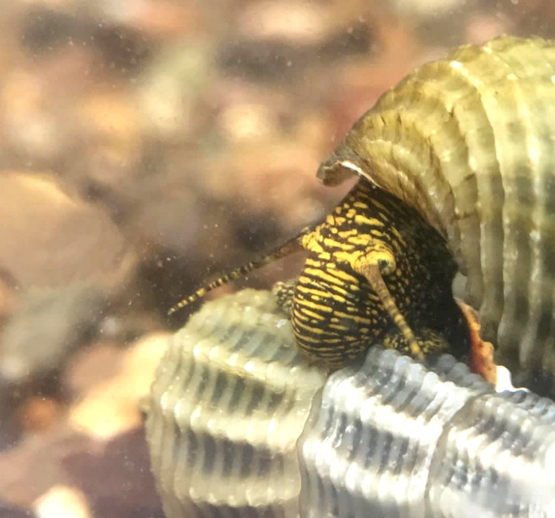 Tylomelania marwotoae - Himalayan Turmdeckelschnecke