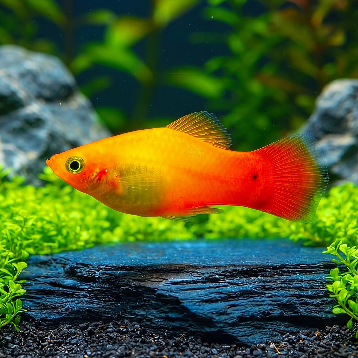 Platy Sunset Gold – Warme Farbenpracht wie ein Sonnenuntergang