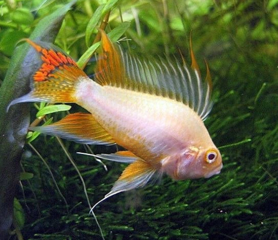 Apistogramma cacatuoides "Gold" 🐠✨