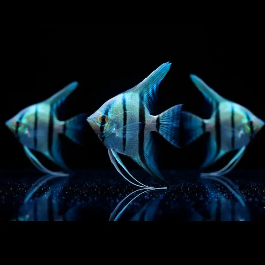 Skalar „Naturfarben-Himmelblau“
Pterophyllum scalare BELEM SKY AquaTimo