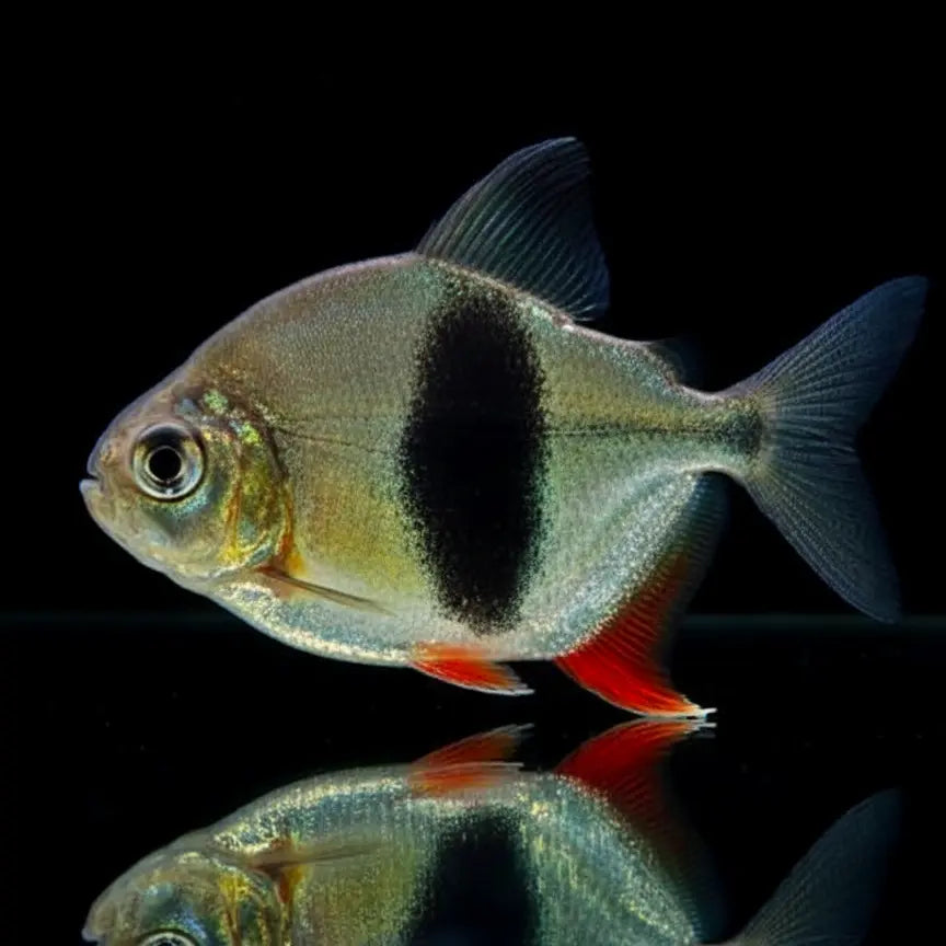 Lamax-Scheibensalmler – Myleus spec. LAMAX III (Myloplus spec. LAMAX III) AquaTimo