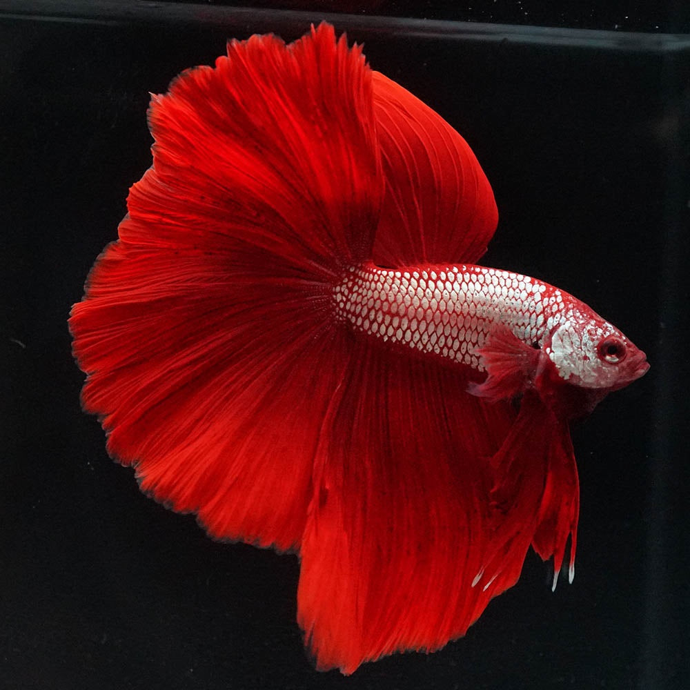 Betta splendens "Halfmoon Fancy Red" – Farbenfroher Kampffisch mit spektakulärer Musterung