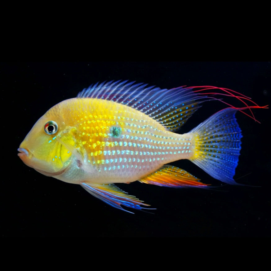 Heckels Buntbarsch – Acarichthys heckelii