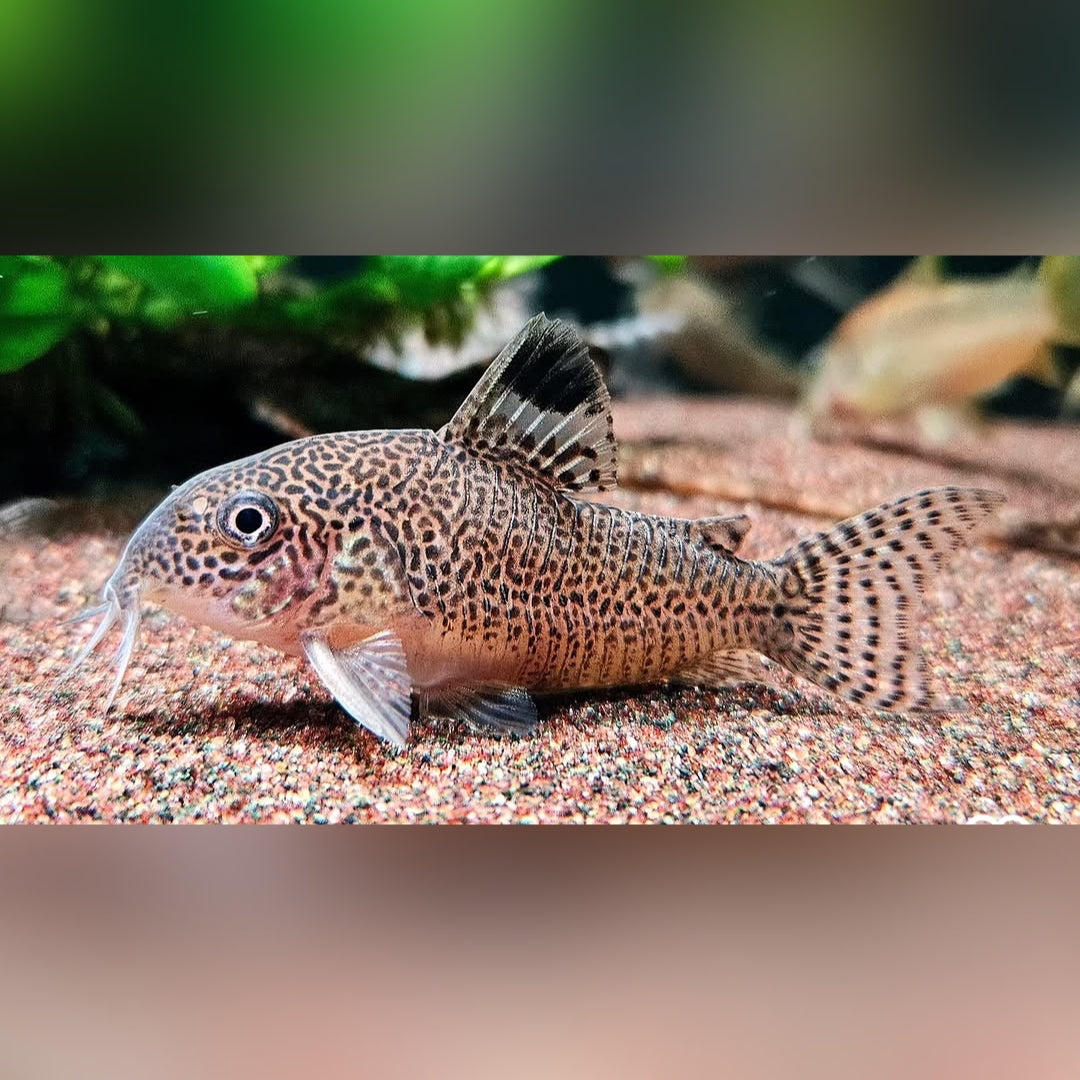 Gepunkteter Panzerwels – Hoplisoma punctatum 🐟🌿