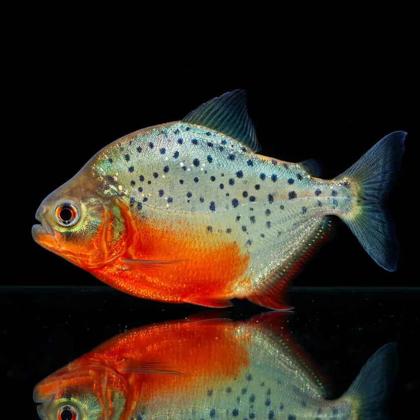 Highback-Piranha – Serrasalmus cf. serrulatus AquaTimo