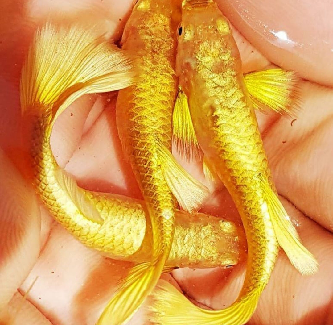 Hochzucht Guppy - 💛 Full Gold