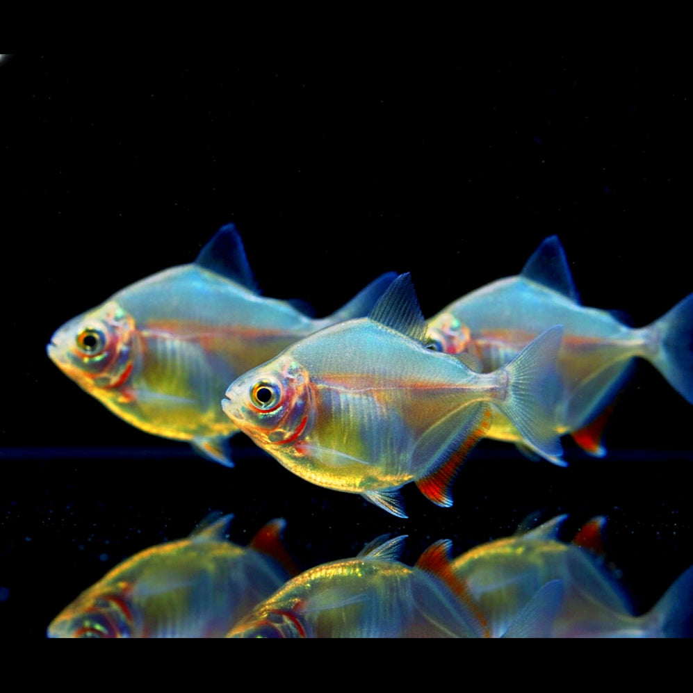 Dickkopf-Scheibensalmler – Metynnis hypsauchen