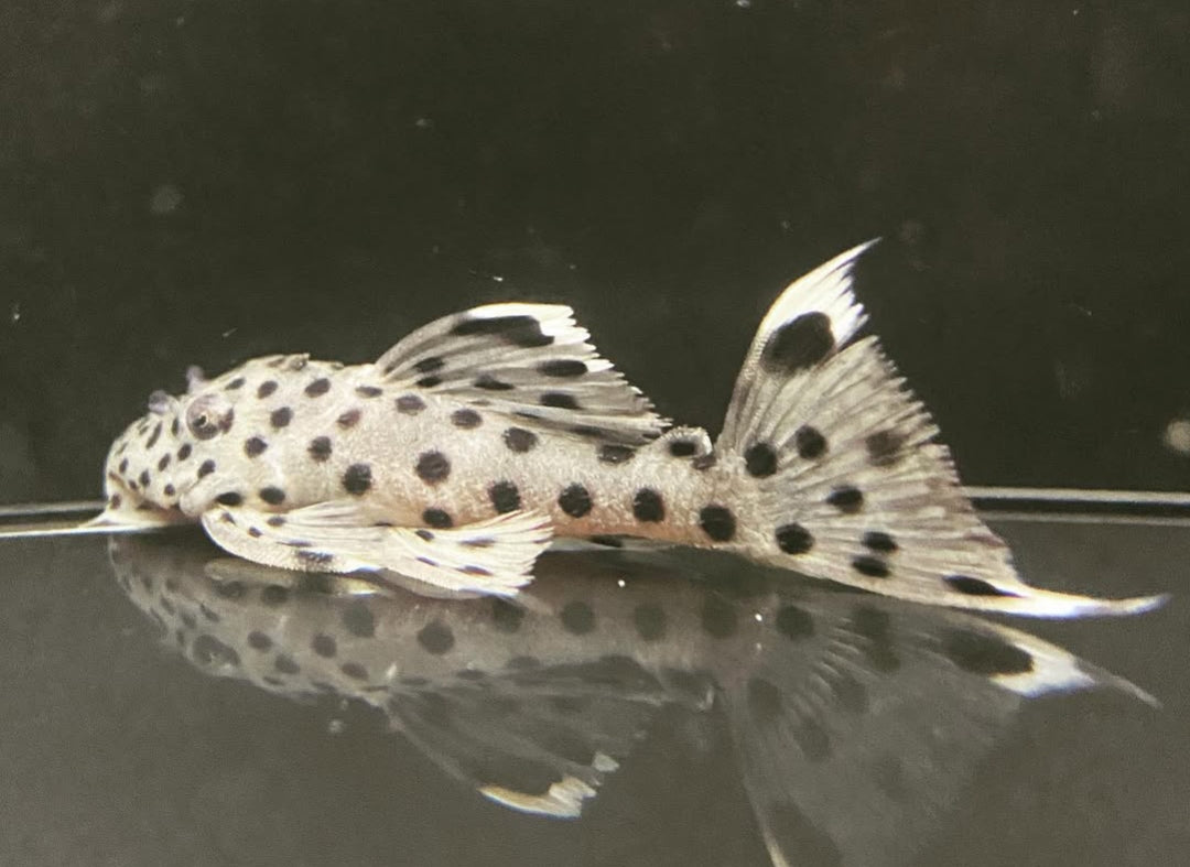 Weißspitzen Rüsselzahnwels - leporacanthicus joselimai L264 🐟⚪